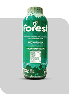 FOREST